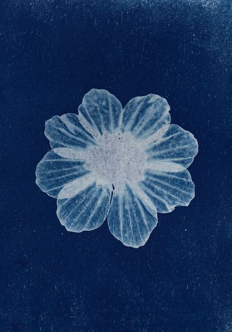 Cyanotype art print of a single flower on a textured blue background.