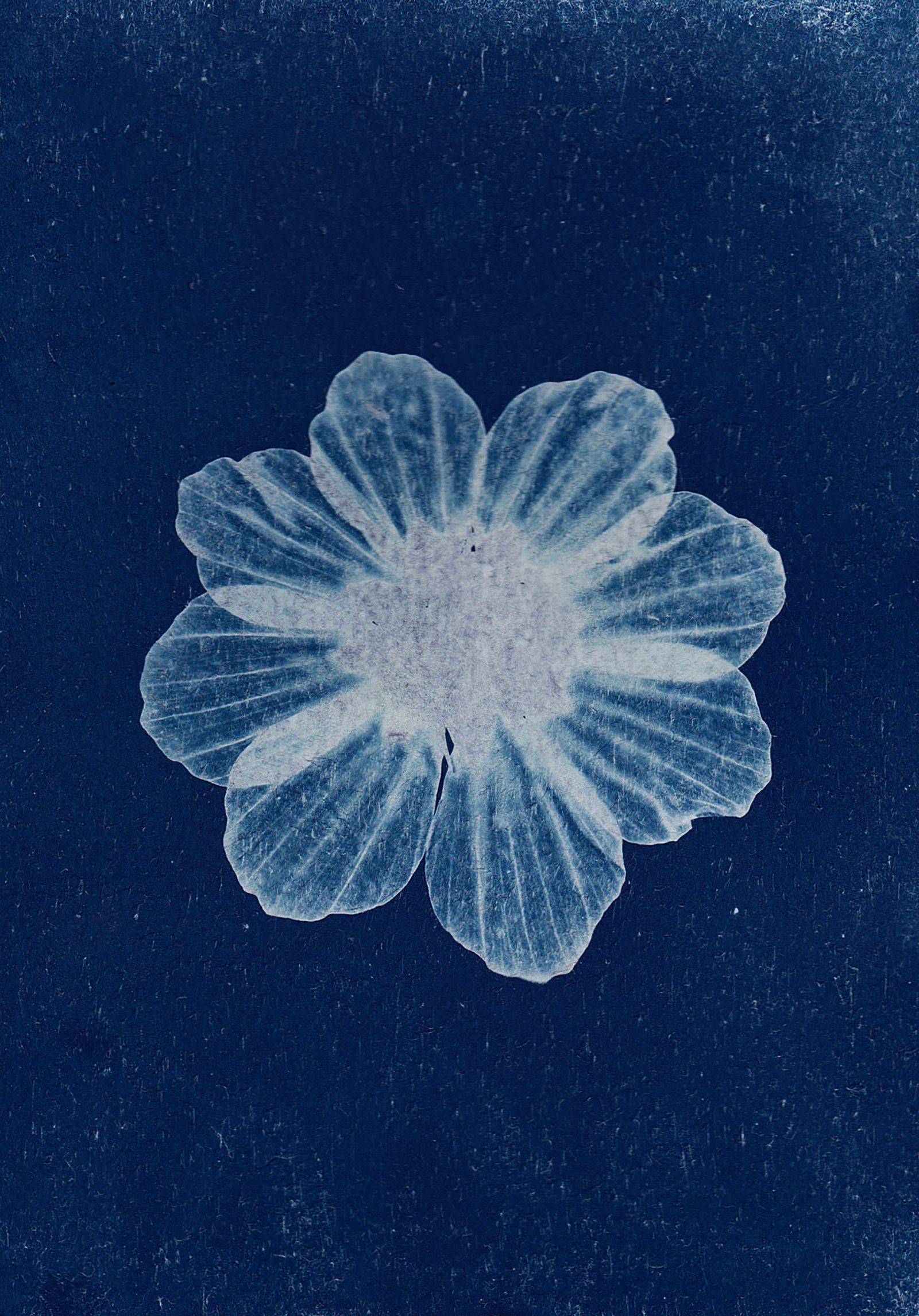 Sun Prints - Elegance of Cyanotype Printing