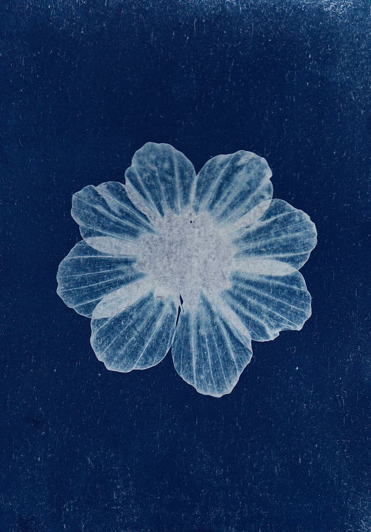 Cyanotype Photography Of A Flower Head