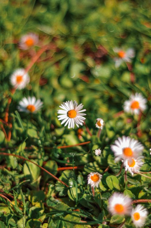 Free Close-up of wild daisies in a lush green field, showcasing nature's vibrant growth. Stock Photo