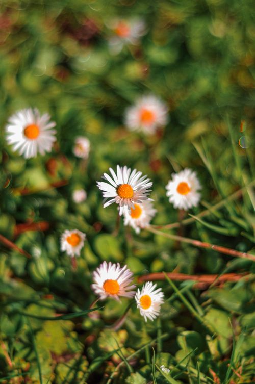 Free Close-up of blooming daisies in a sunny field, showcasing vibrant nature beauty. Stock Photo