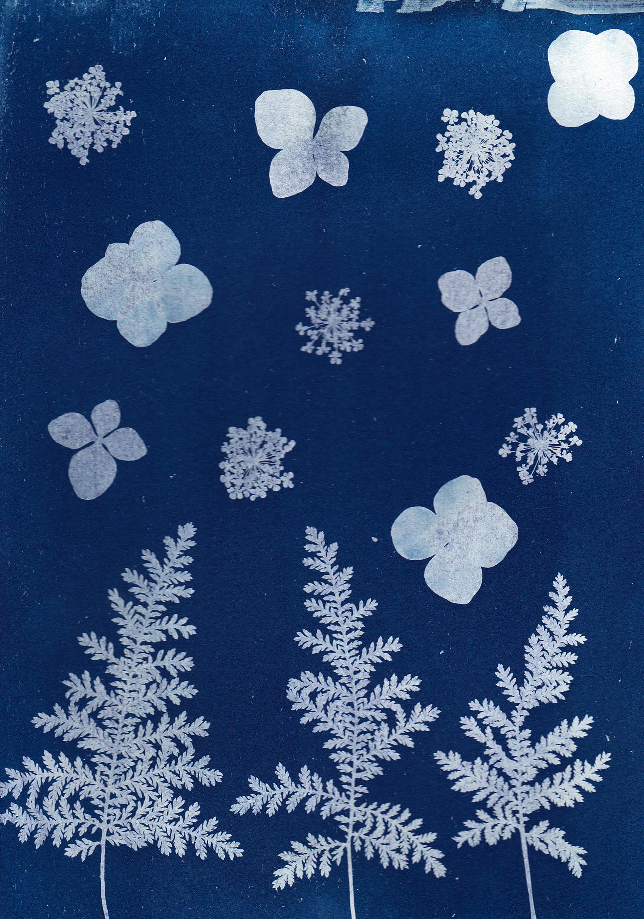Stylized cyanotype print featuring white ferns and flower shapes on a deep blue backdrop, embodying nature's elegance.