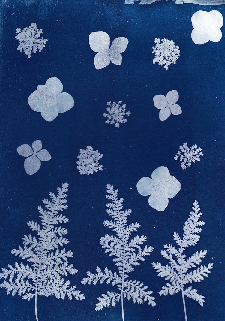 Cyanotype Photography Print Of Flower Heads And Leaves