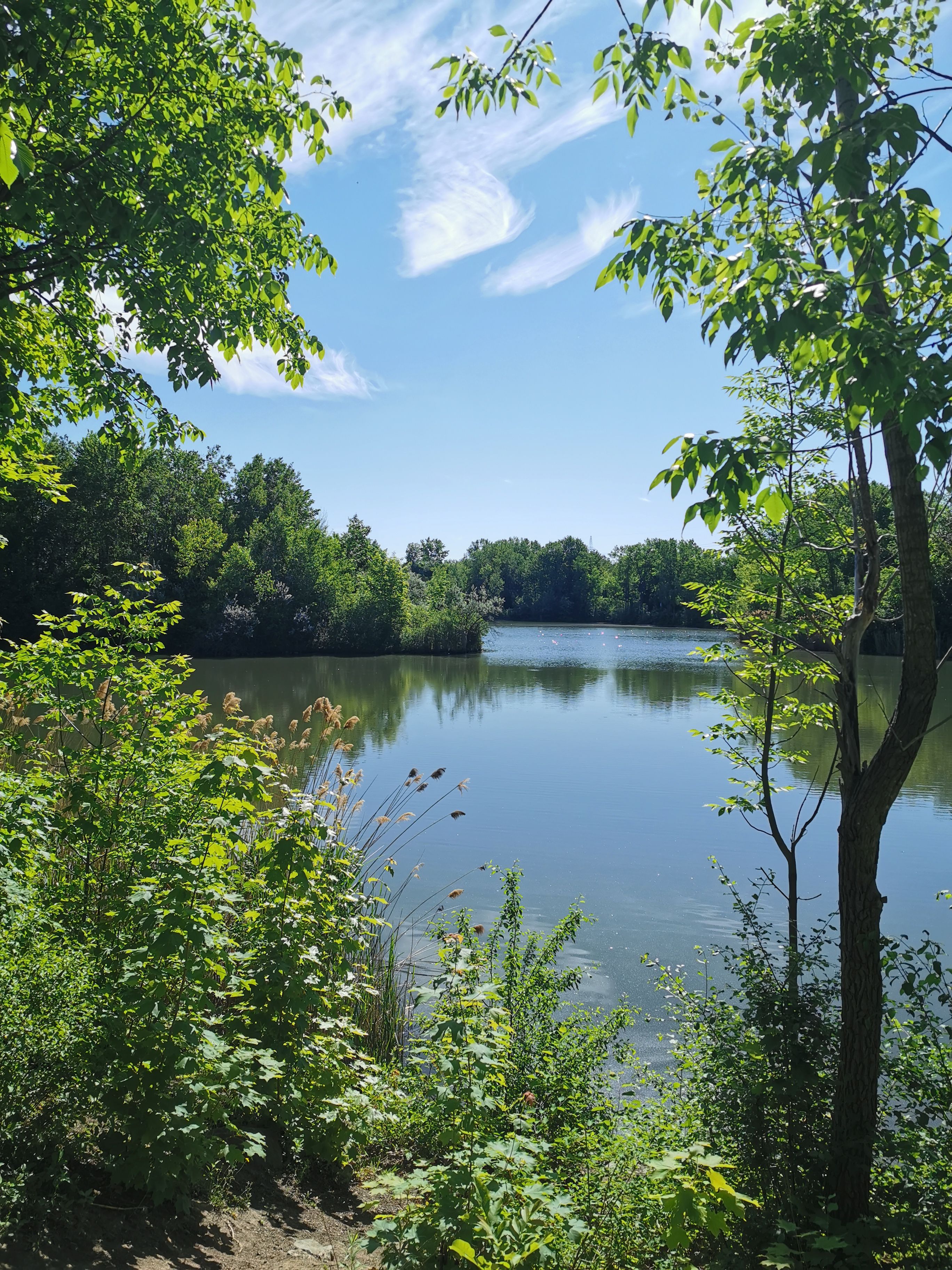 Green Trees Near the River · Free Stock Photo