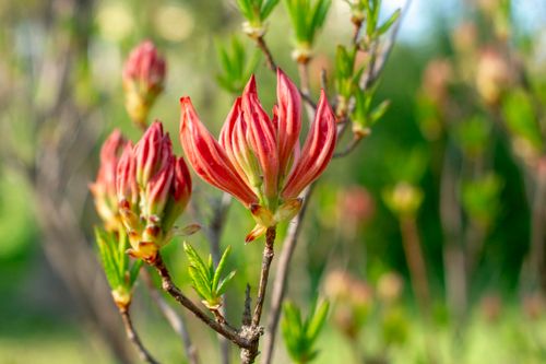 Free Detailed close-up of red rhododendron buds with green leaves in a garden setting. Stock Photo