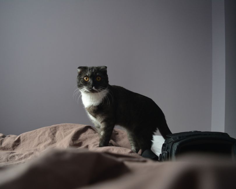 The Best Cities in the World for Traveling with Your Cat