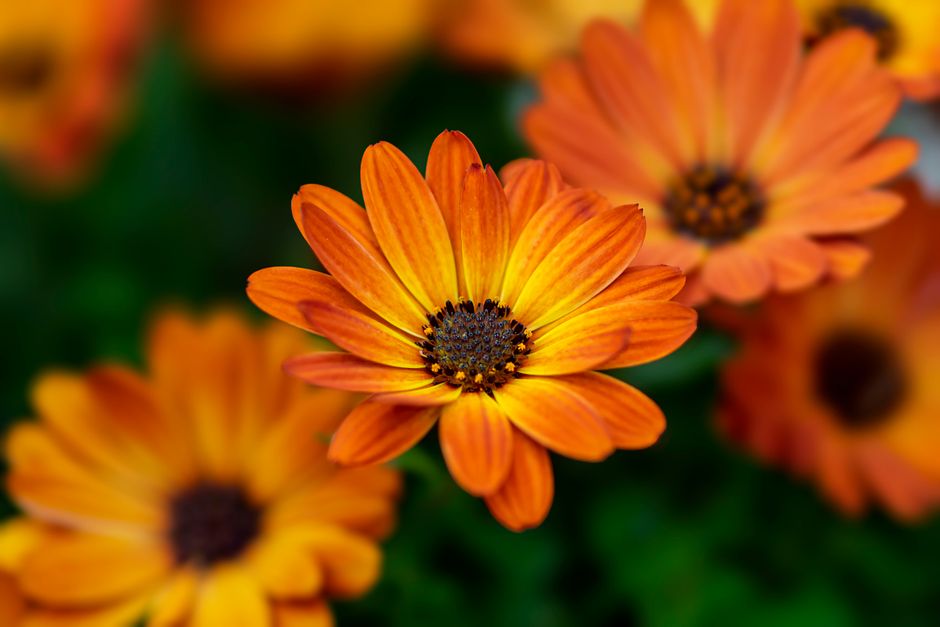 Close-up of vibrant orange Osteospermum blooms creating a warm and inviting floral scene.