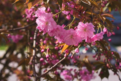 Close-up Photo of Blooming Pink Flowers 