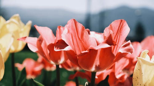 Fotobanka s bezplatnými fotkami na tému botanika, čerstvosť, flóra