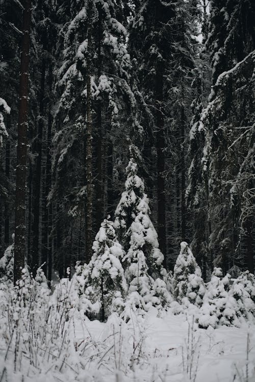 Snow Covered Trees in the Forest