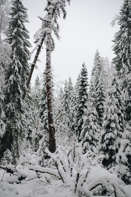 Free A serene winter scene showcasing a snowy forest with towering pine trees. Stock Photo