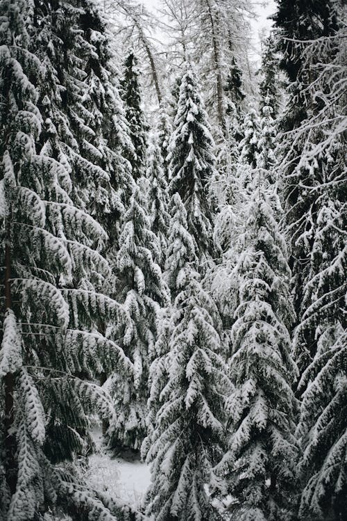 Frozen Evergreen Trees in the Forest
