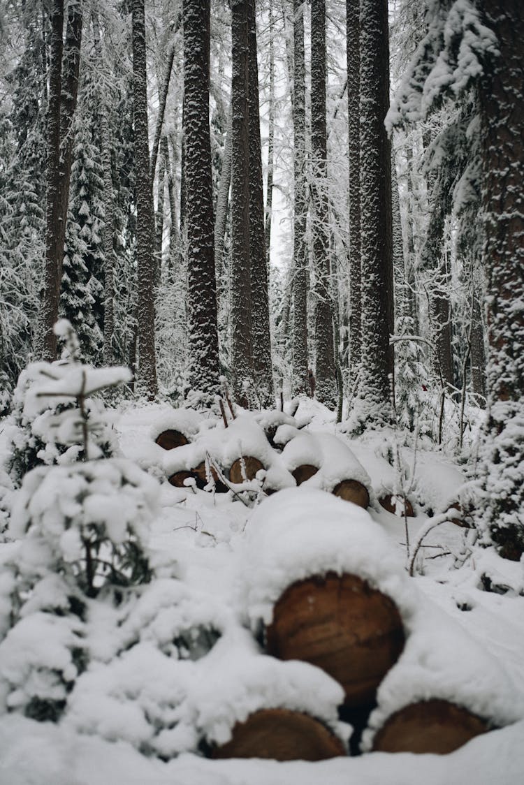 Stacked Barrels Covered In Snow