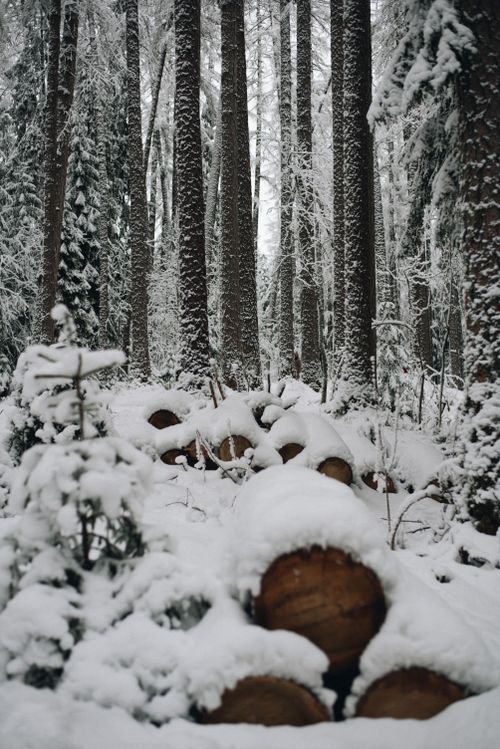 Free Serene winter forest with stacked logs covered in snow, creating a tranquil scene. Stock Photo