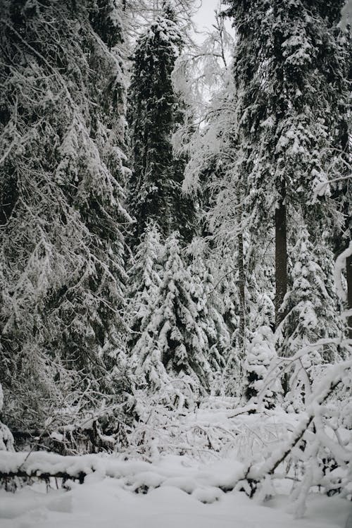 Безкоштовне стокове фото на тему «білий, вертикальні постріл, замерзання» стокове фото