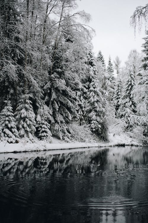 Snow Covered Trees Beside River