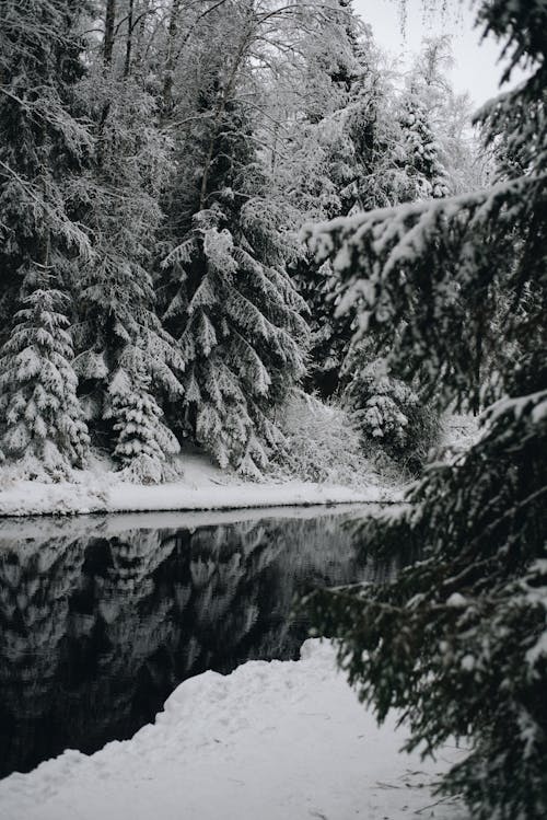 Snow Covered Trees and River