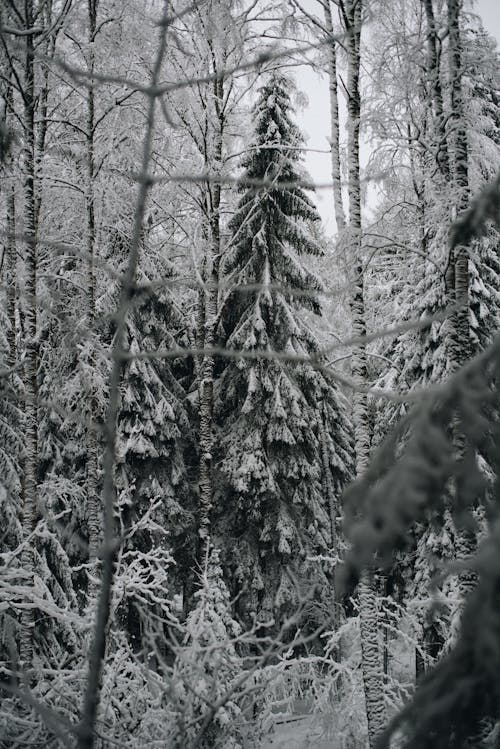 Free Snow Covered Trees in a Forest Stock Photo