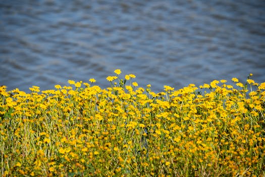 Yellow California goldfields blooming near a serene lake in Lakeview, CA, USA.