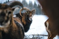 Close-up of rams in winter landscape, showcasing wildlife beauty.