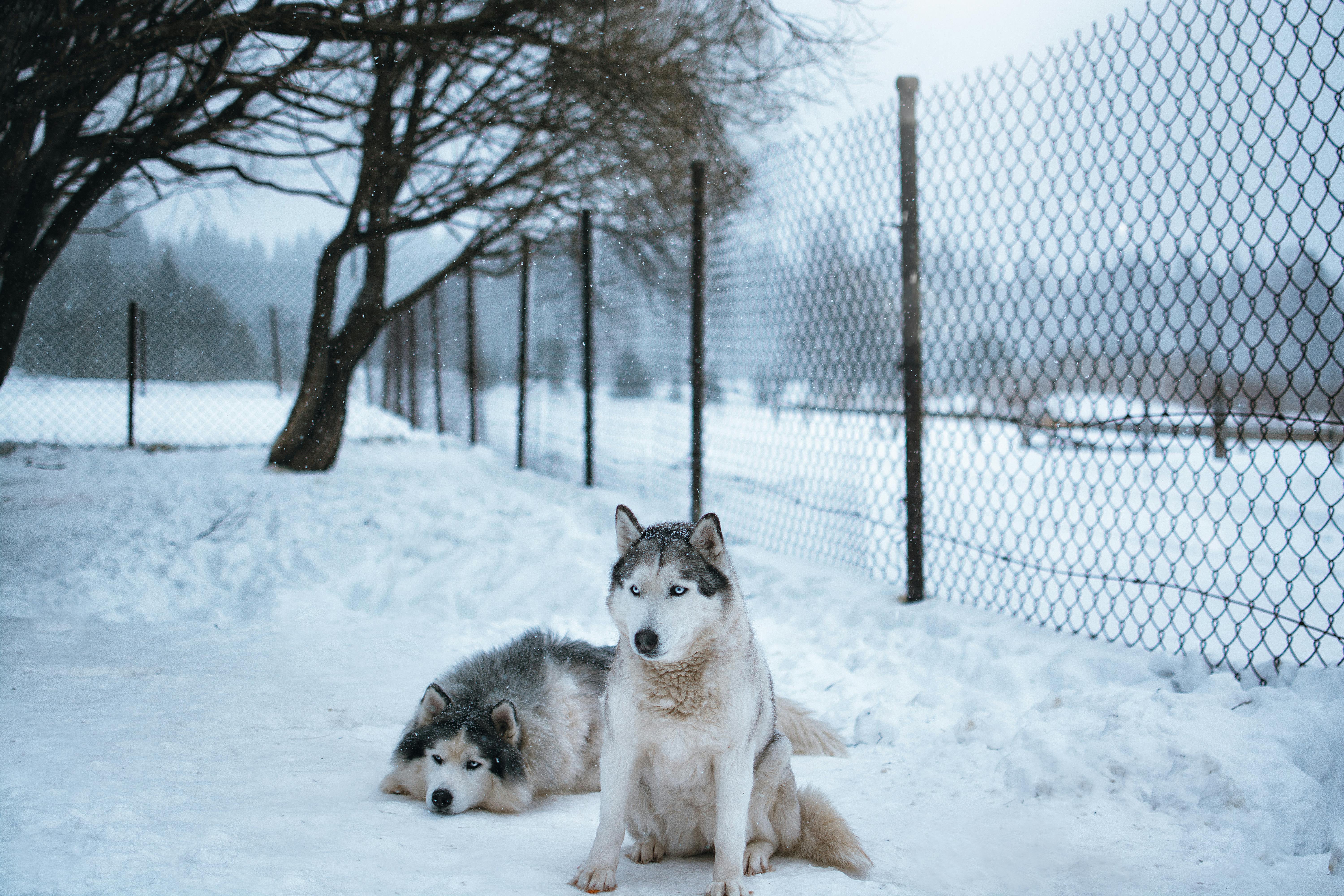 Siberian Husky Dogs Sitting Beside a Fence