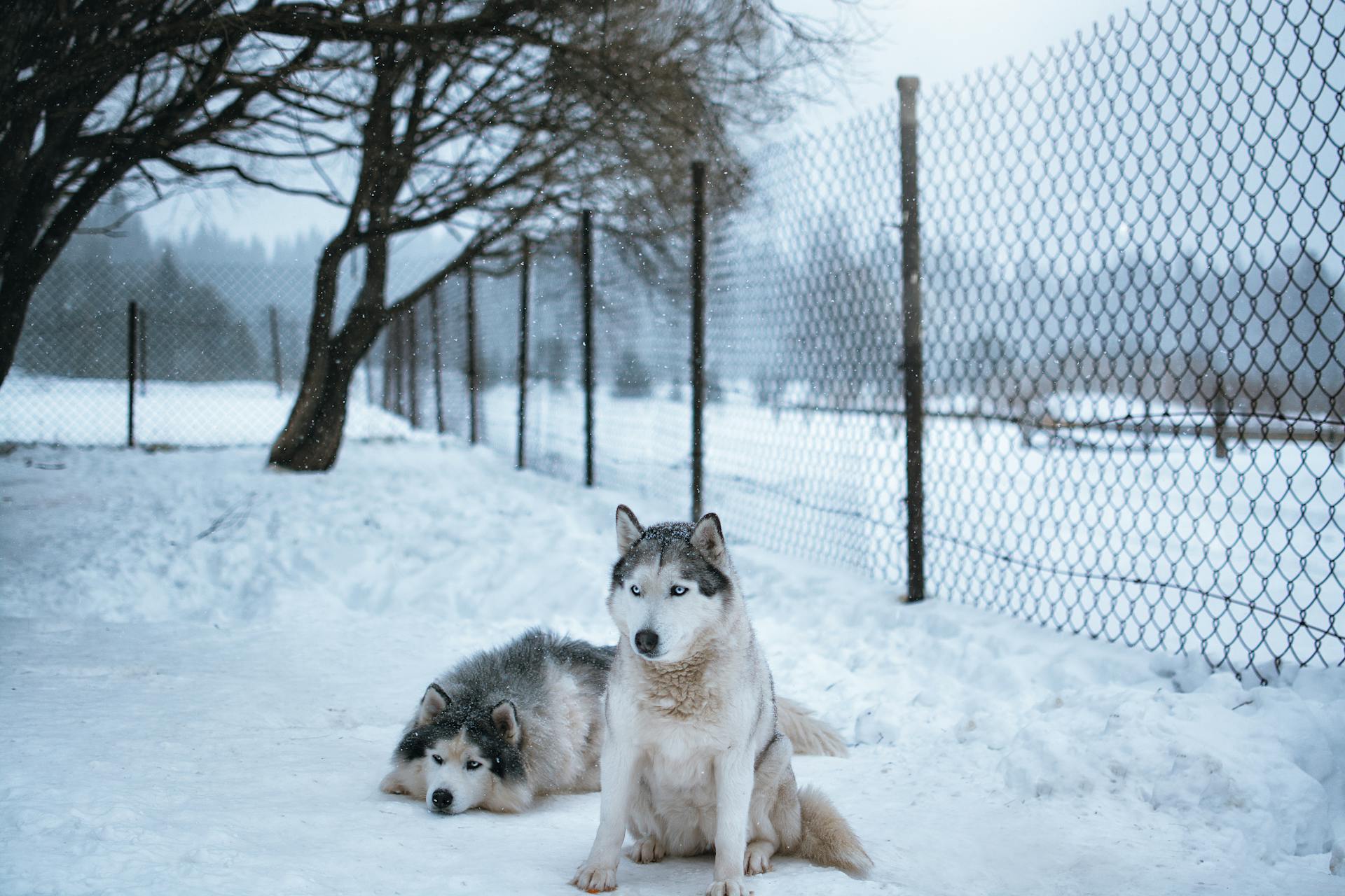 Des chiens huskies sibériens assis près d'une clôture