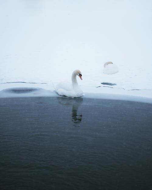 Swan Swimming in Partially Frozen Water