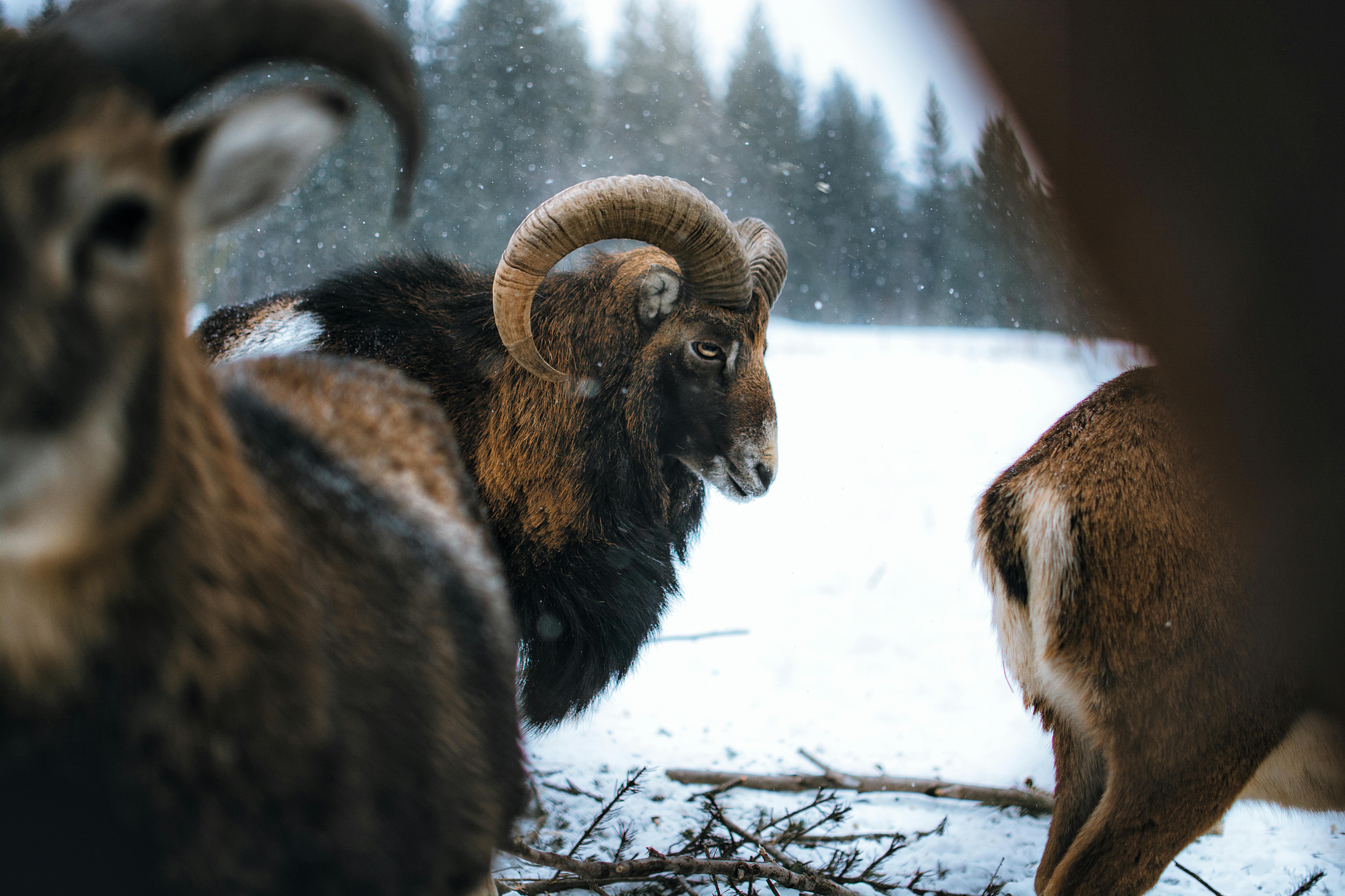 Gratuit Photos gratuites de animal, animaux sauvages, artiodactyles Photos