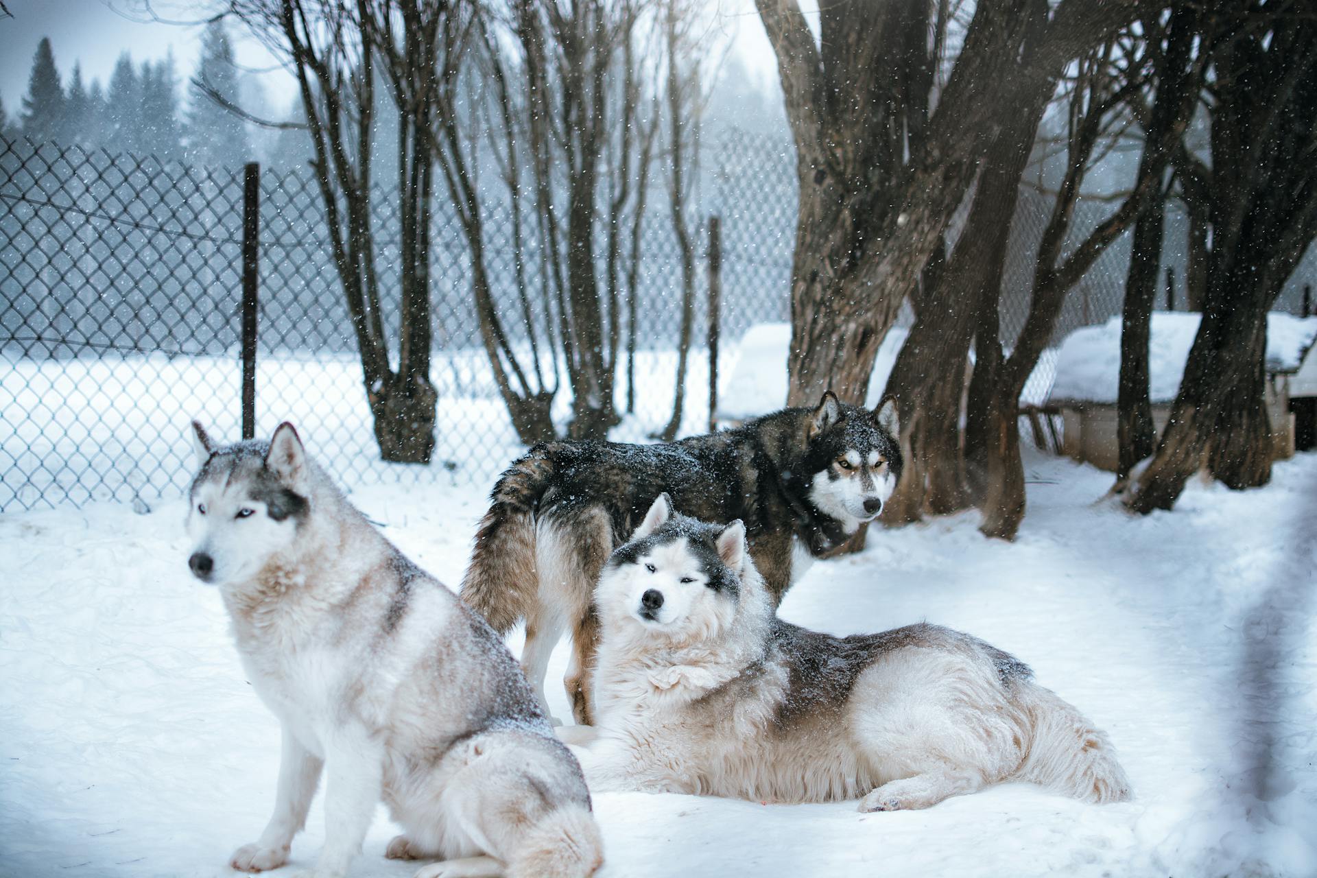 Dogs on Snow During Winter