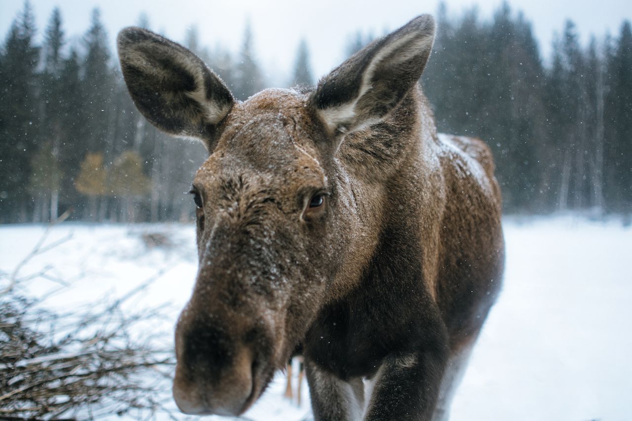 a detailed close up of a moose in a snowy forest showcasing its natura