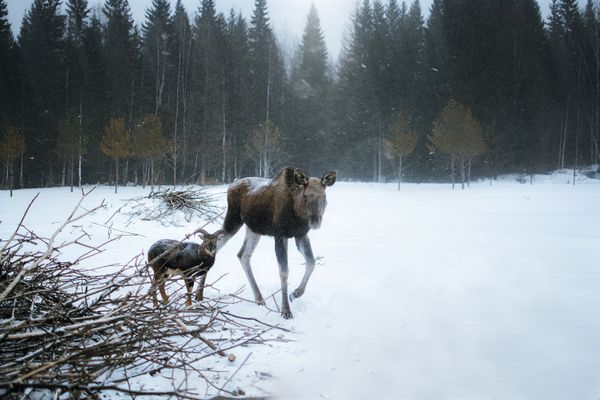 Brad Thiessen — Moose