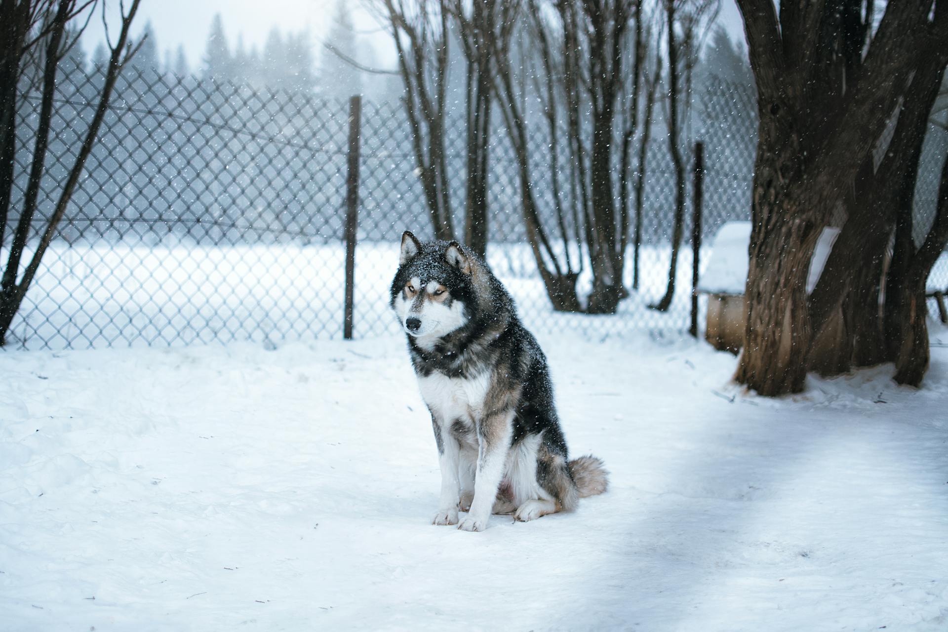 Siberian Husky Sitting on Snow Covered Ground