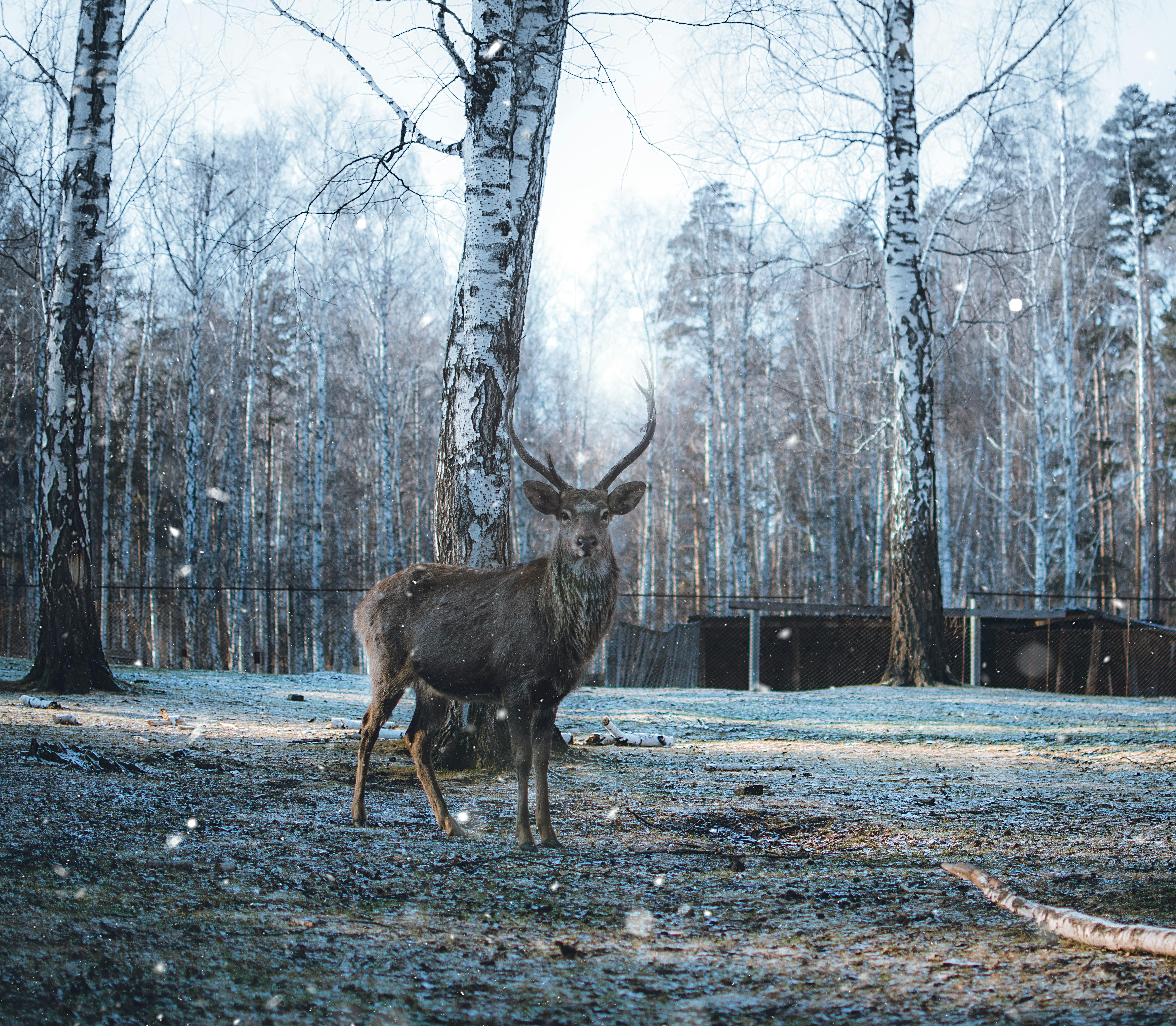grátis Foto profissional grátis de ambiente, animais selvagens, animal Foto profissional