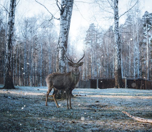 Deer near Tall Trees during Winter 