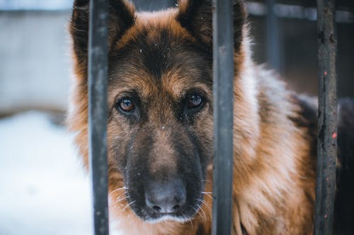 Fotobanka s bezplatnými fotkami na tému chlpatý, cicavec, domáce zviera