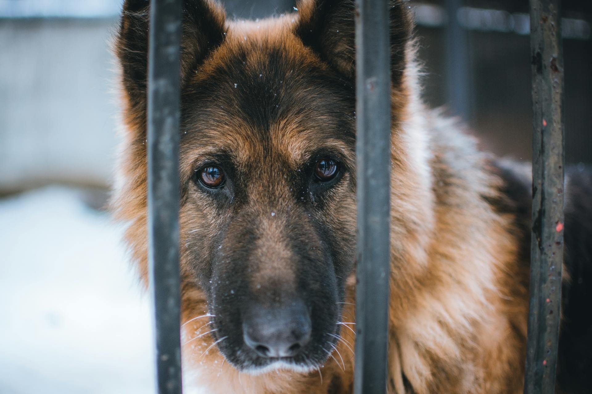 German Shepherd in a Cage