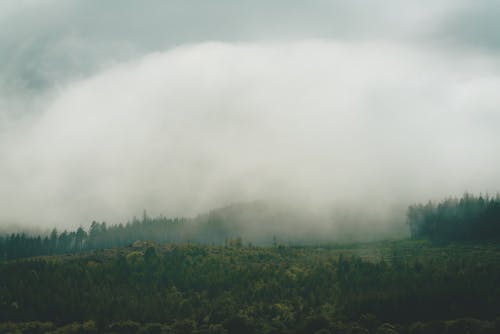 Coniferous Trees covered in Fog 
