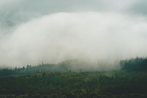 Free Misty forest landscape with dense coniferous trees and clouds creating a serene atmosphere. Stock Photo