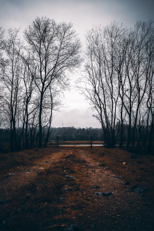 Leafless Trees on Brown Land 