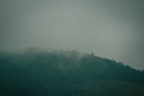Foggy Forest under Gray Sky