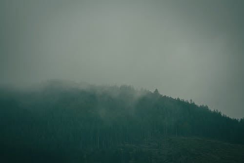 Ingyenes stockfotó borongós, erdő, fák témában