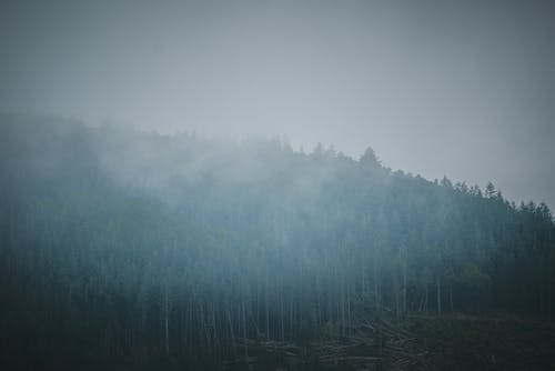 Coniferous Trees covered in Fog