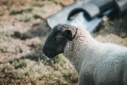 Sheep in Close Up Photography