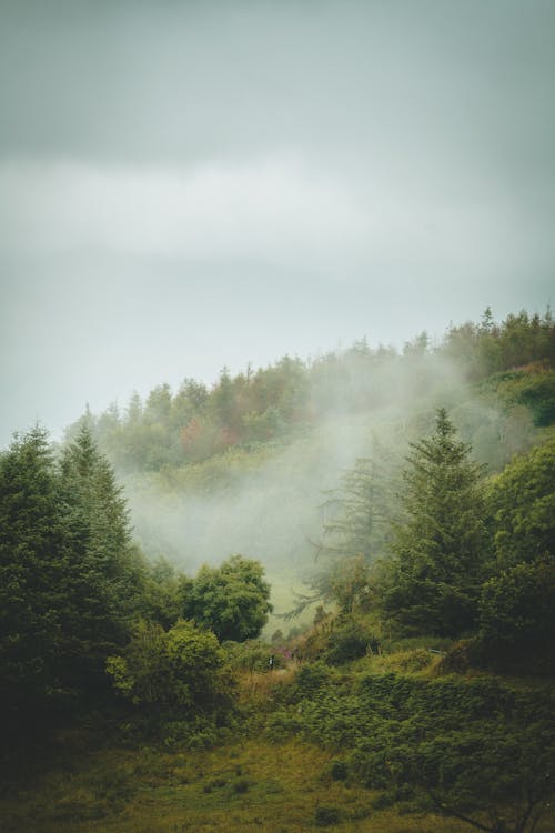 Green Trees covered in Fog 