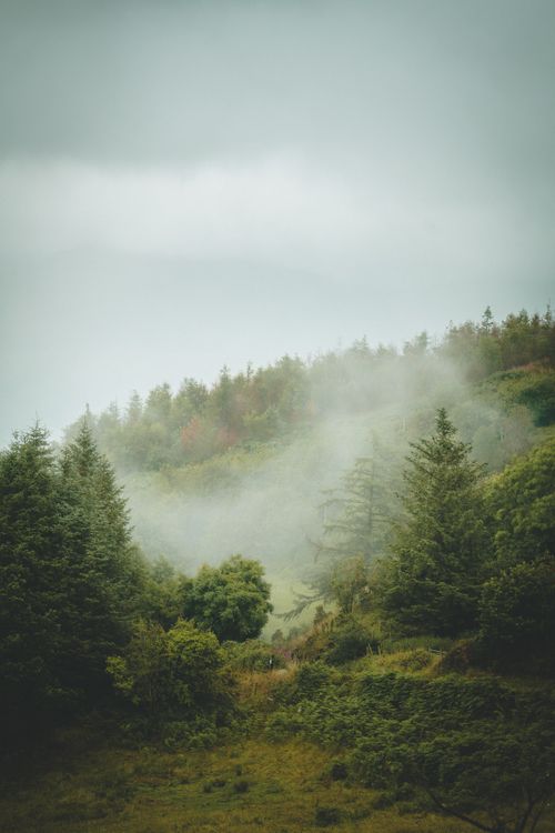 Free Serene misty forest scene with coniferous trees and a gentle fog enveloping the landscape. Stock Photo