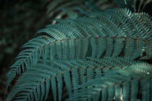 Free Detailed close-up image of lush green fern fronds showcasing natural patterns and textures. Stock Photo