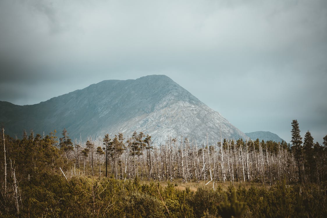 Foto profissional grátis de árvores, cênico, fotografia da natureza