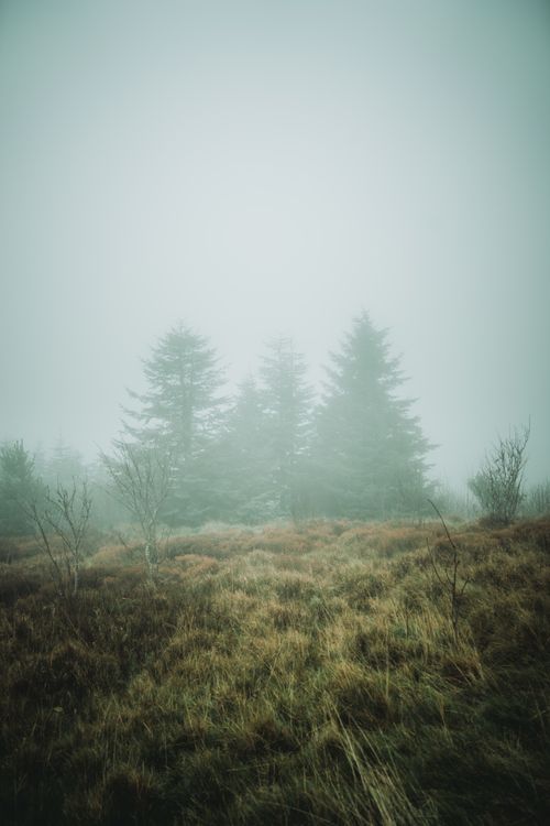 Free A serene view of a foggy forest with tall grass, creating a mystical atmosphere. Stock Photo
