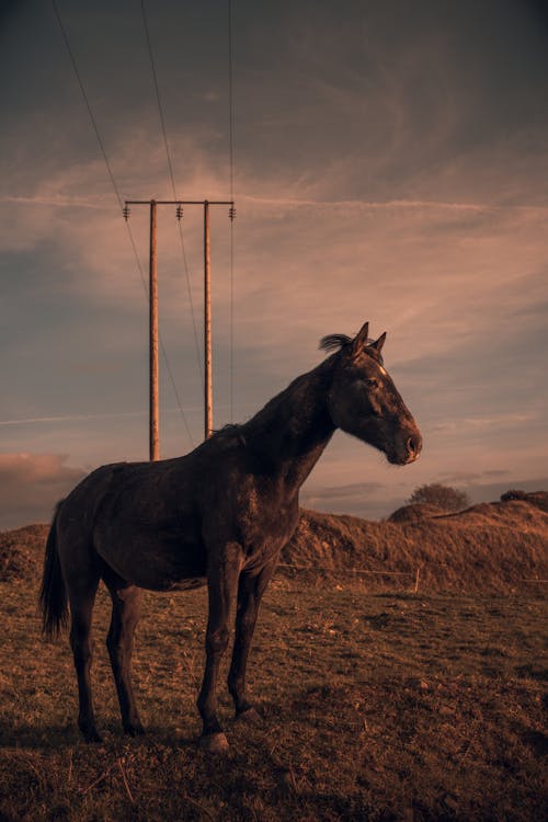 Immagine gratuita di agricoltura, animale, azienda agricola