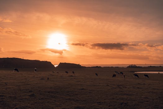 A tranquil scene of cows grazing in a vast pasture under a vibrant sunset sky near the sea.